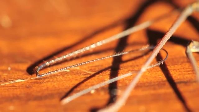 Tailless Whip-scorpion (Phrynus barbadensis) смотреть онлайн