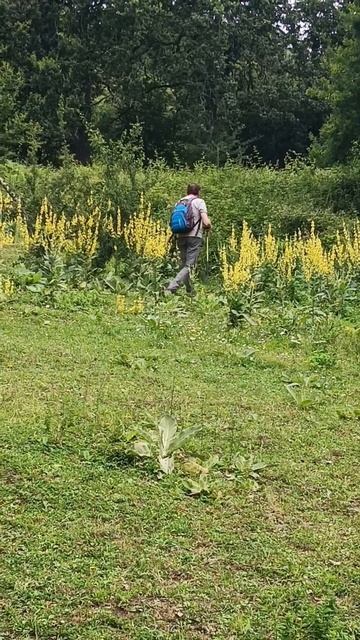 Plantas de gordolobo #naturaleza смотреть онлайн
