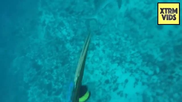 IMPRESSIONANTE ATAQUE DE TUBARÃO A MERGULHADOR | Shark Attacks Spearfisherman смотреть онлайн