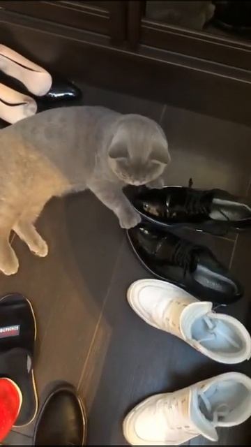 Кот грызёт шнурки смотреть онлайн