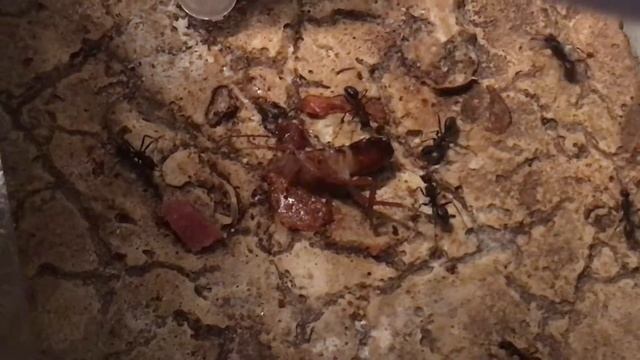 Camponotus Vagus saxe5462 смотреть онлайн