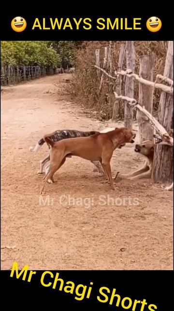 Kya re Mar Mar Ke Bhagaega #funny #shortvideo #viral #comedy #funnyvideo #ytshorts #shorts #short смотреть онлайн