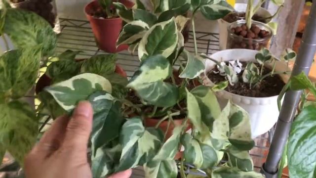 Part 2 | My Indoor House Plant Collection 2021| 45+ PLANTS смотреть онлайн