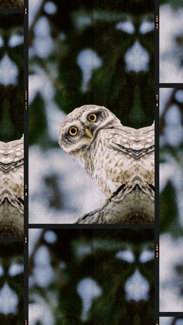 The Amazing Anatomy of Owl Eyes #shorts #facts #viral #mindblown #owl #eyes #owleye #birds #fyp #fl смотреть онлайн