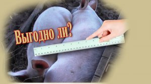 Прибыль от свиней. Отправили кабана на котлеты.