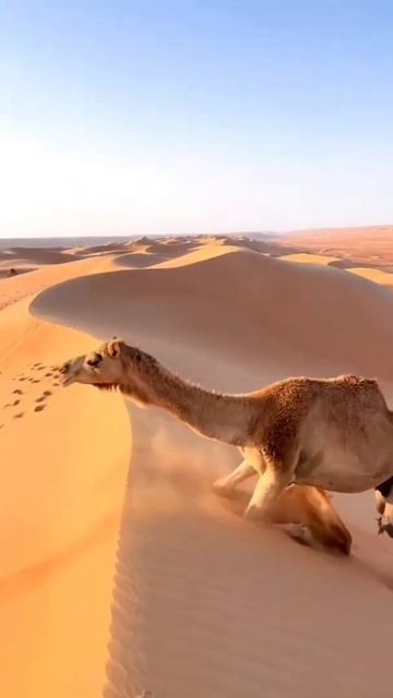 Camel I Eid Mubarak 😲😂👏🤣😄 #shorts смотреть онлайн