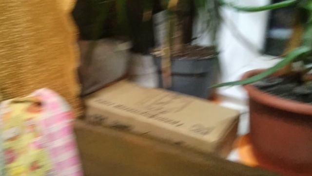 обзор на наши домашние растения