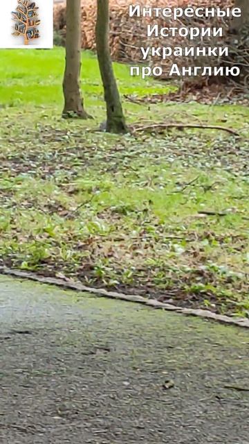 БЕЛИЧЬИ ИГРЫ #интересныеистории #англия #Englishsquirrel #белка #england #англияглазамиукраинки смотреть онлайн
