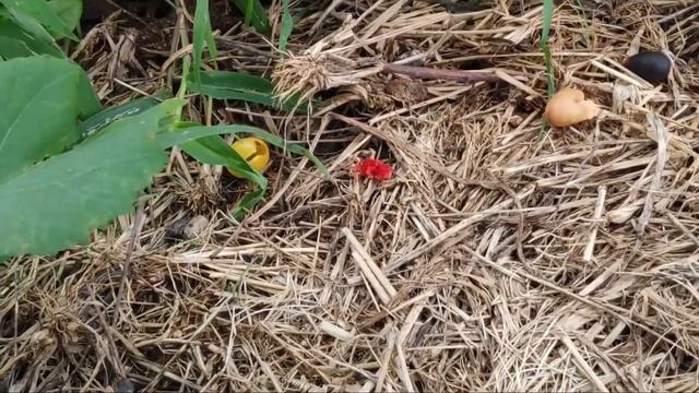 Trombidium holosericeum ఈ పురుగుని తెలుగులో ఏమంటారో смотреть онлайн