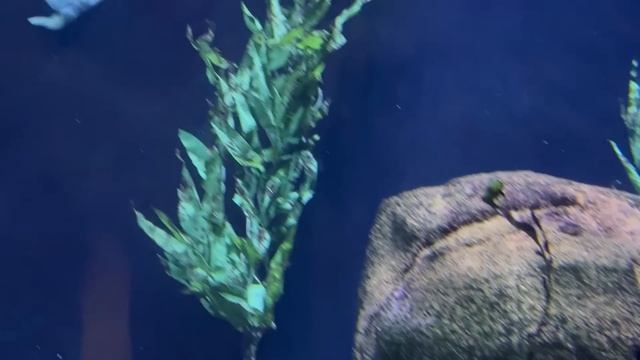 Пробую устрицы😳/ Гаага и Роттердам/ Океанариум и превосходный пляж смотреть онлайн