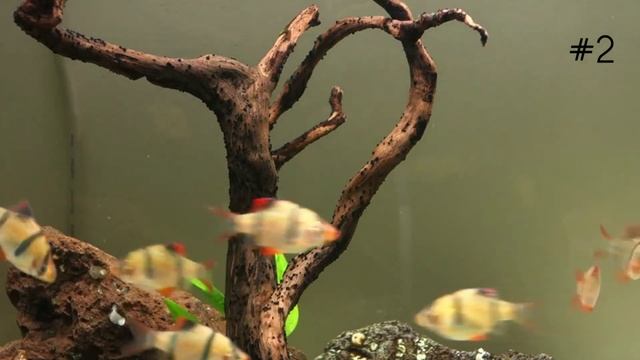 cheapest schooling fish in tamil | tiger barb смотреть онлайн