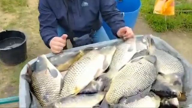 Карп на Пионерском. Ловили с 6:00-15:00 смотреть онлайн