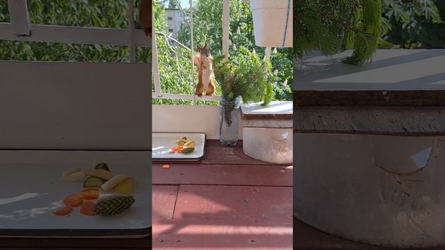 Безхвостая🌱 часть 3🌱Каждая часть-новая белка🌱 Сравнение поведения смотреть онлайн