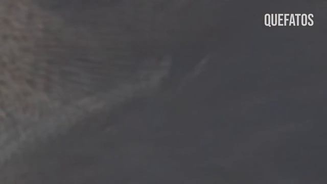 ÁGUIA ATACOU O GALO ERRADO E SE DEU MAL смотреть онлайн