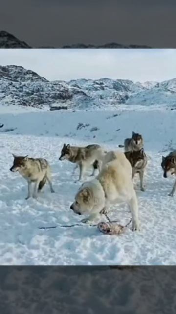 Central Asian Shepherd Dog and wolf 🐺#shorts смотреть онлайн