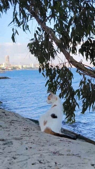 Жизнь уличных кошек у моря. Я кошечка. Вокруг так красиво. смотреть онлайн