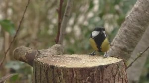 Кино для кошек