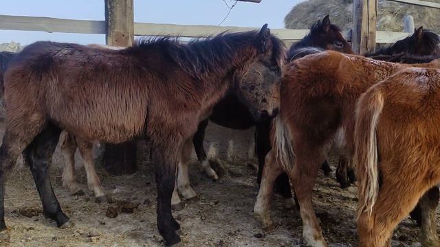 Жабагылар-Жеребята 🐎🐎🐎🐎 смотреть онлайн