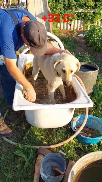 Спасение от жары. смотреть онлайн