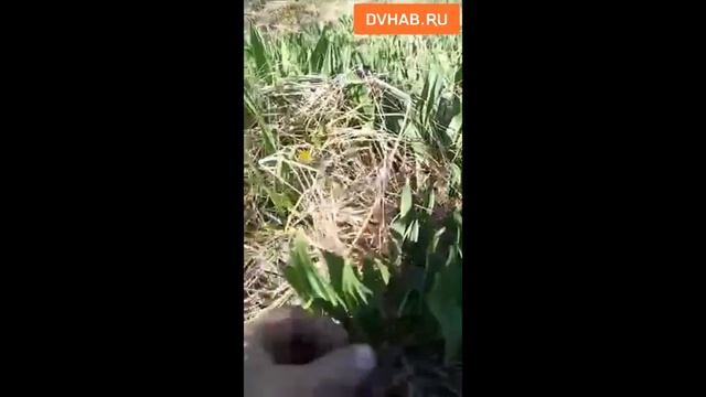 Старую знакомую с медвежатами встретил фермер смотреть онлайн