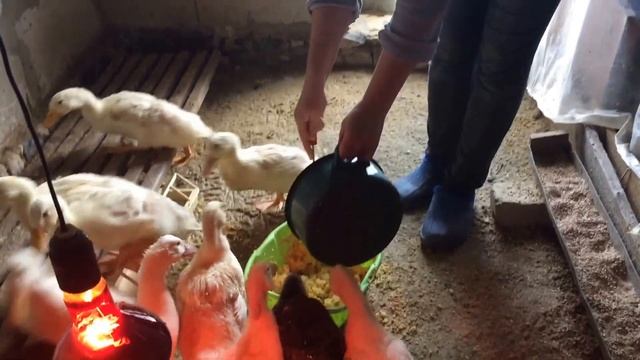 утята 5-6недель смотреть онлайн