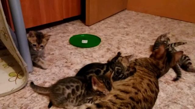 Бенгалы котята смотреть онлайн