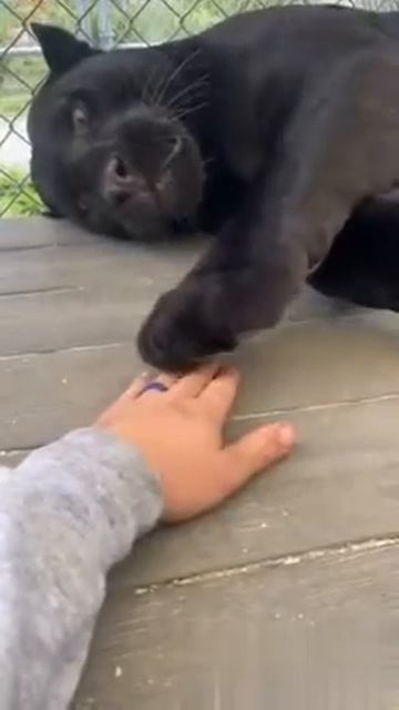 ЧëРНАЯ ПаНТеРА играЕт в ЛадошкИ🐾BLACK PANTHER PLAYS PALM 🐾 смотреть онлайн