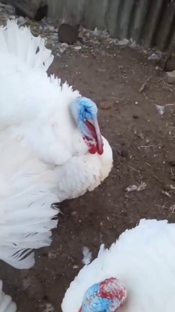 Индюшата Биг6 - доставка на дом по Краснодарскому краю! Для заказа: +7(961)532-29-71. смотреть онлайн