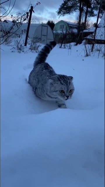 #смешнойкот #мороз #юмор #приколы #котприкол #вислоухий #шотландец #милыйкотенок #котенок #сладуля смотреть онлайн