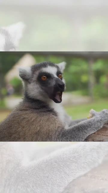 How lemurs eat 😂#shorts смотреть онлайн