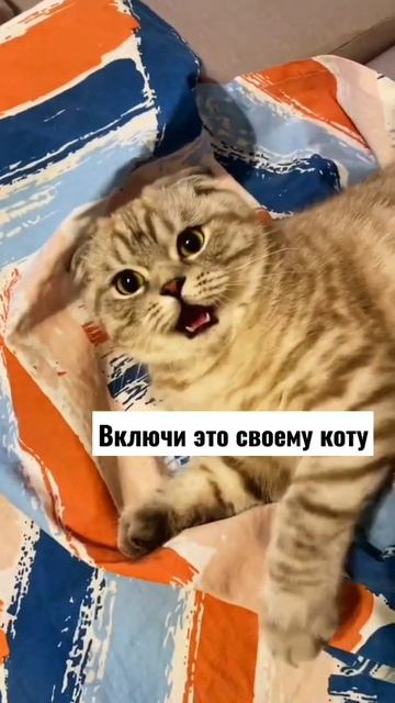 Включи своему коту этот звук раздражает смотреть онлайн