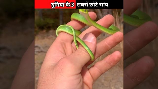 3 most dangerous snakes in the world | Secret Facts | #shorts #ytshorts #snake смотреть онлайн