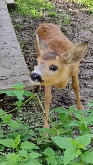 Очаровательный малыш косули 😍 #забавныеживотные #funnyanimals #сафарипарк #косуля #shorts #roedeer смотреть онлайн
