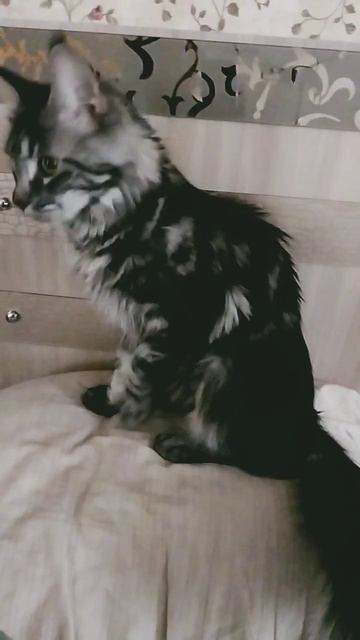 кошка ищет котят смотреть онлайн