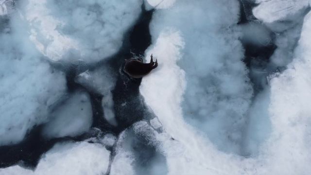 A seal hiding from my drone смотреть онлайн