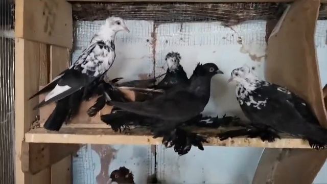 голуби на продажу смотреть онлайн