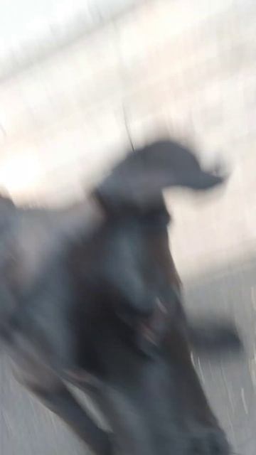 Pump Faking Bradley Dillon Cooper 😂 #dog смотреть онлайн