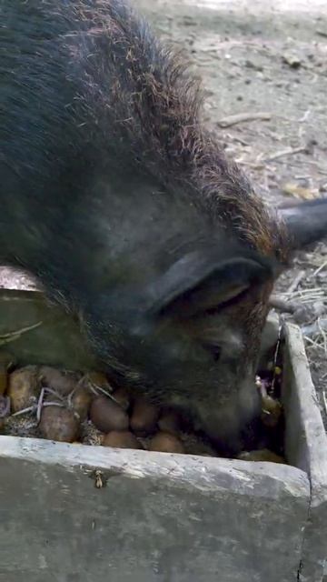 Кормёжка диких кабанов #shorts смотреть онлайн