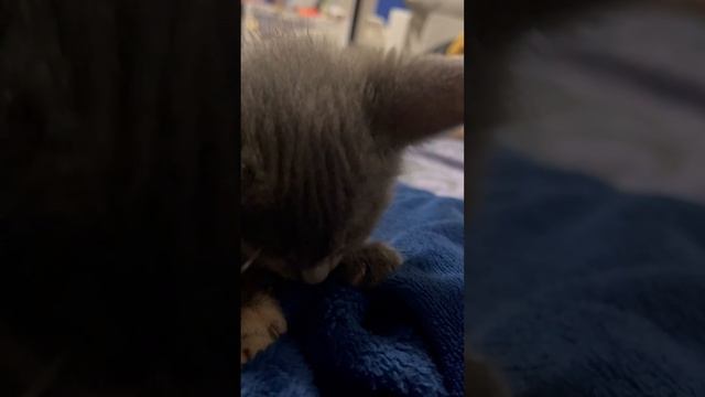 Соня мурчит 🐈⬛ смотреть онлайн