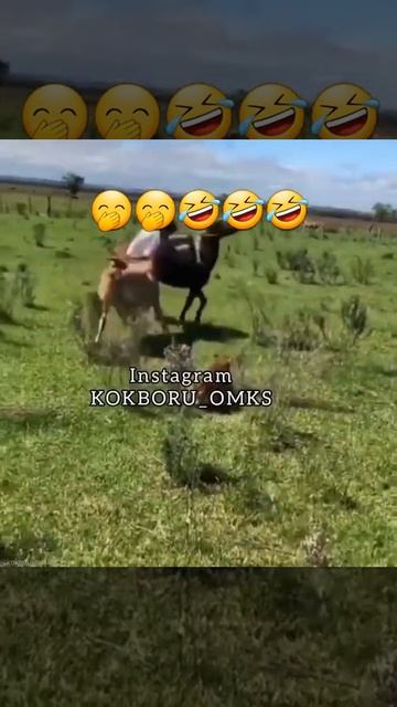 Лошадь и корова драки 😱😱😱👊👊 смотреть онлайн