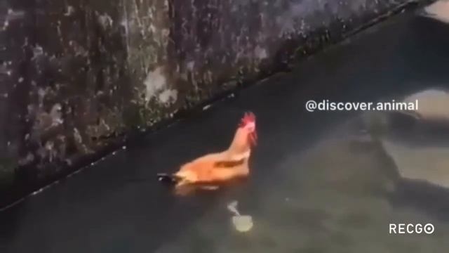 Забавные животные | Смех 🤣 смотреть онлайн