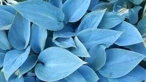 #дизайнсада  #хосты #халцион / Хоста голубой Халцион. Уход.