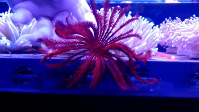 Conheça o Crinoide - UM ANIMAL MARINHO INCRÍVEL - Veja os cuidados necessários nos Aquários Marinho смотреть онлайн