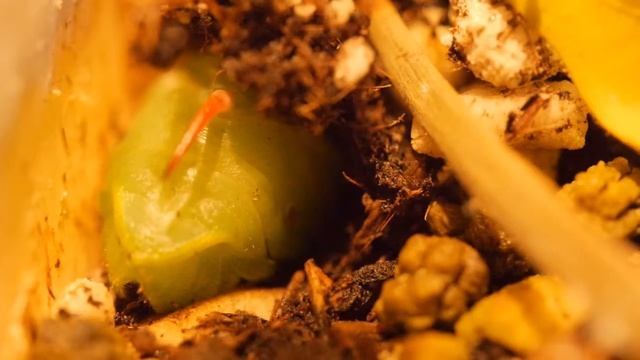 Manduca Sexta смотреть онлайн