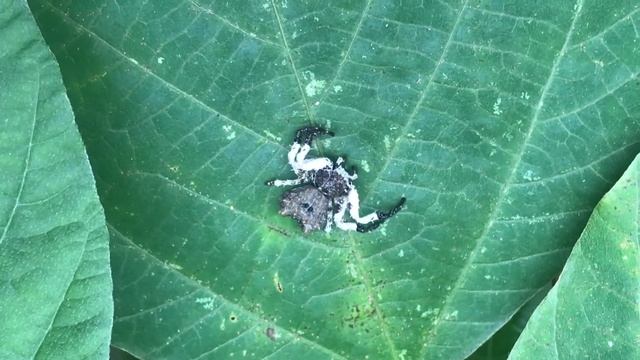 거미▶️이게 게여 거미여 사마귀게거미 смотреть онлайн