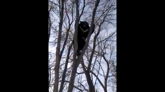 ЖИВОЙ, БОЛЬШОЙ, НАСТОЯЩИЙ МЕЕЕЕЕДВЕЕЕЕЕДЬ 2022/медведь выпрашивает поцелуй#shorts смотреть онлайн