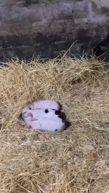 Жизнь в деревне Свинки 😍 смотреть онлайн