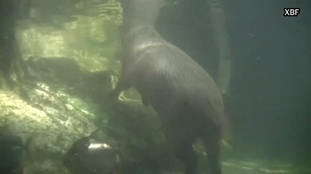 capibara cosmocaixa смотреть онлайн