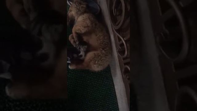 ХИТ ЮТУБА!!! СОБАКА КОРМИТ ДВУХ-МЕСЯЧНОГО КОТА МОЛОКОМ! смотреть онлайн