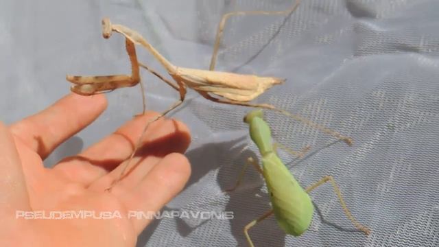 Females size compare смотреть онлайн